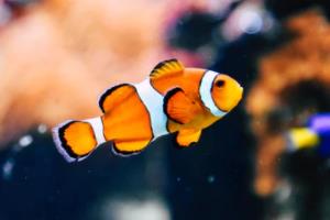 江西省篮球联赛第五场精彩回顾江西省篮球联赛第五场